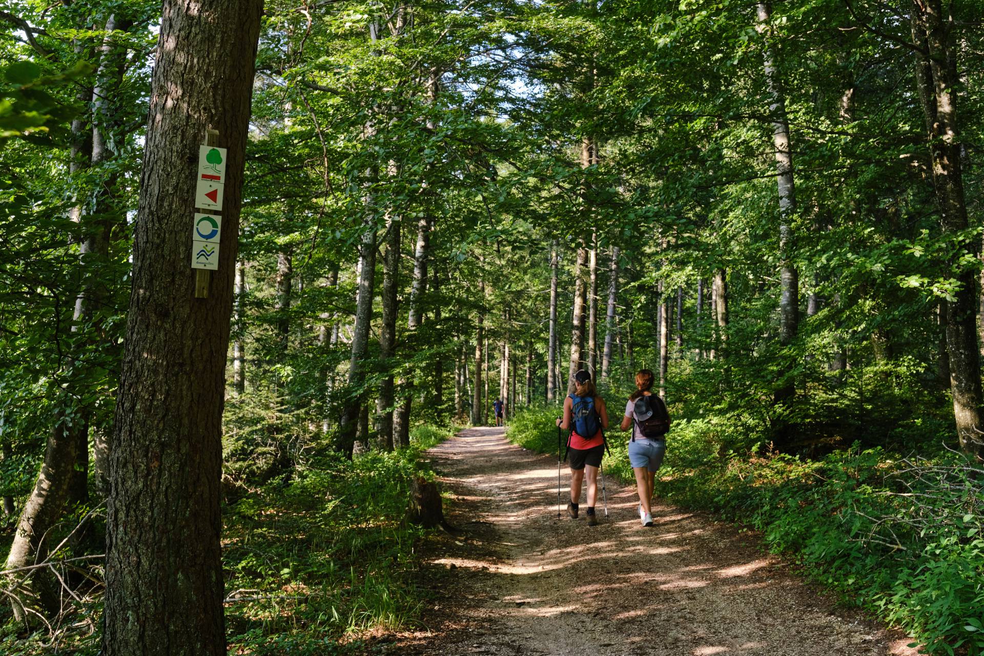 Wanderer im Laubwald