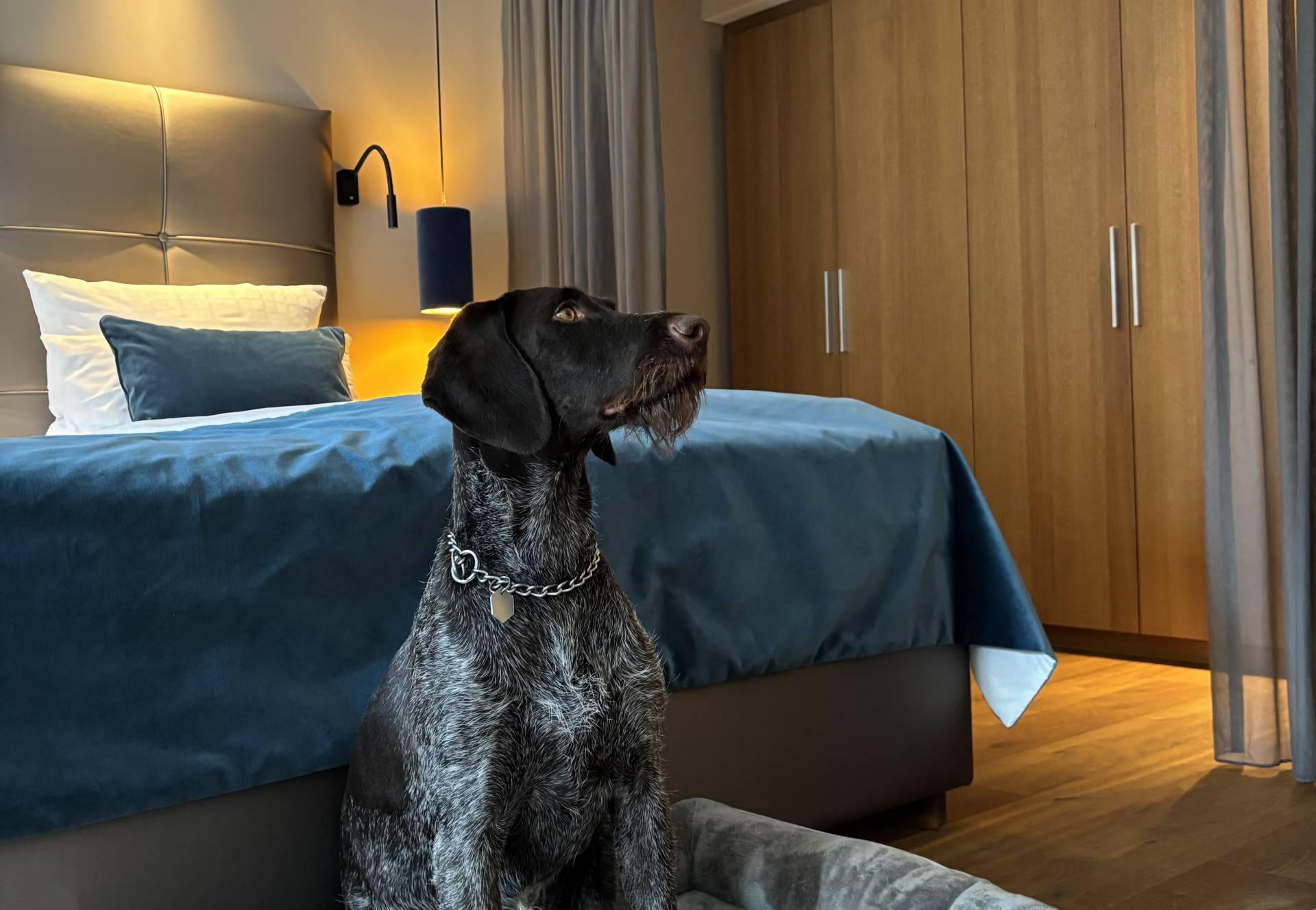 Hund sitz vor einem modernen Hotelbett