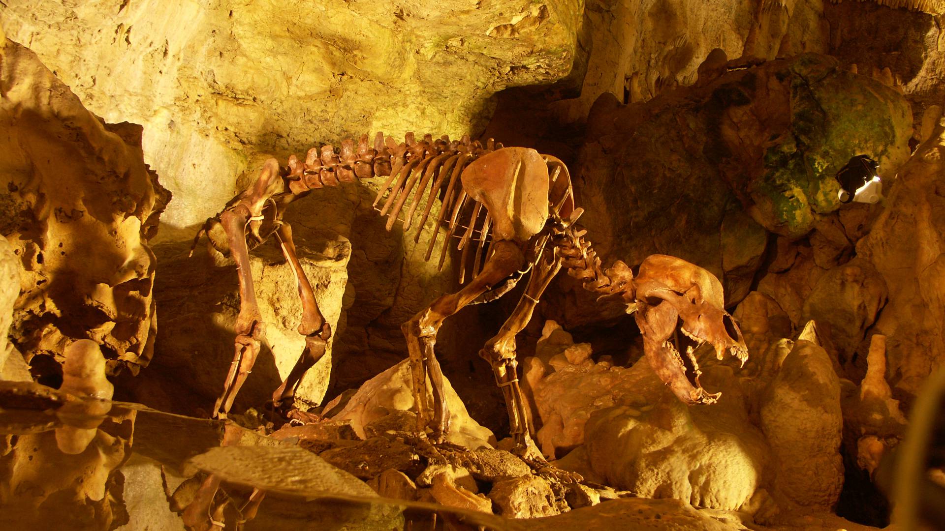 Wolfsskelett in beleuchteter Höhle